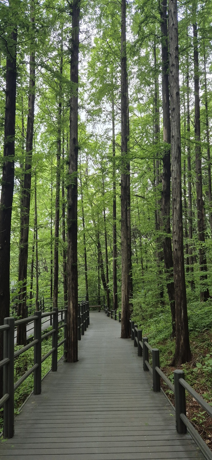 메타세콰이어길