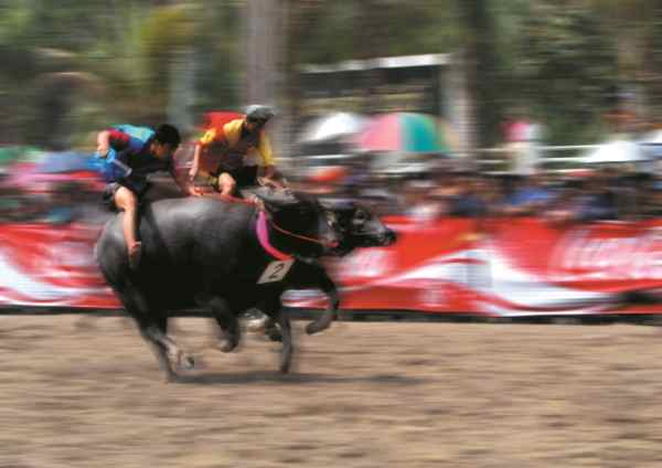 촌부리 버팔로 레이스 (Chonburi Baffalo Race)