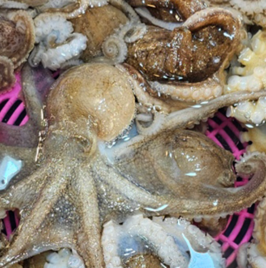 4월 제철, 먹지 않으면 손해?! 알고 나면 놀라는 쭈꾸미 효능 6가지