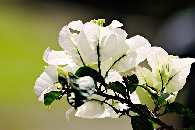 한림공원 부겐빌레아 축제