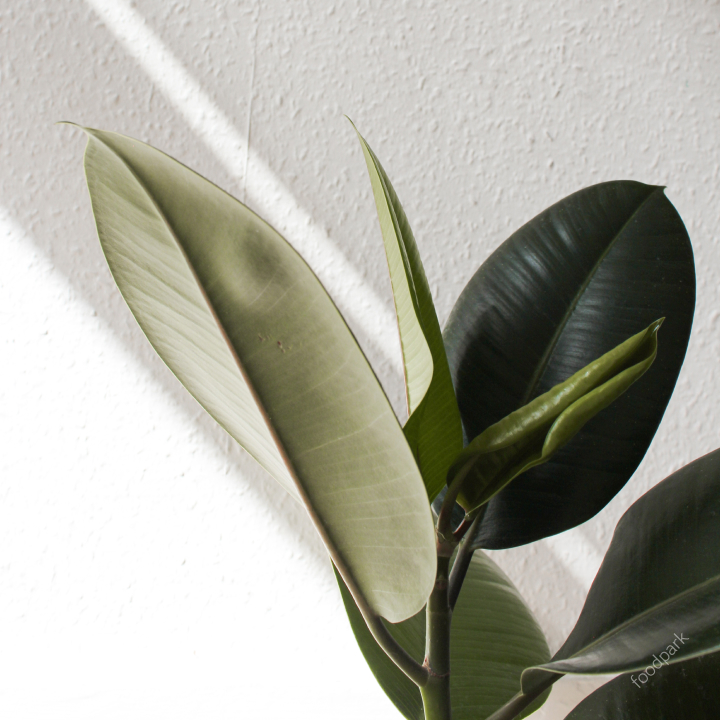 공기 청정 식물 best10