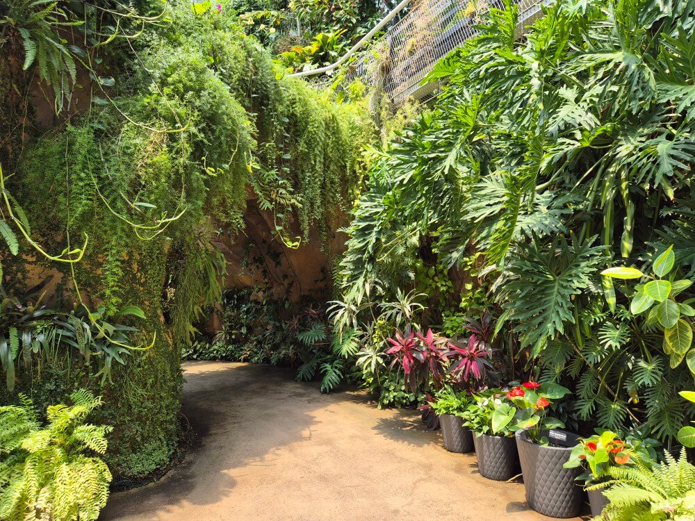 열대관 식물 사진 3