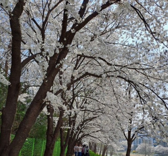 의정부 호원 벚꽃 페스타 vs 양주 장흥 벚꽃축제에 필요한 자료