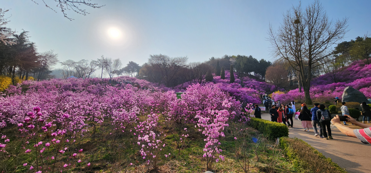 원미산-진달래축제