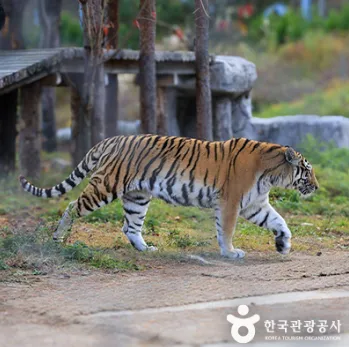 수목원-호랑이걷고있는사진
