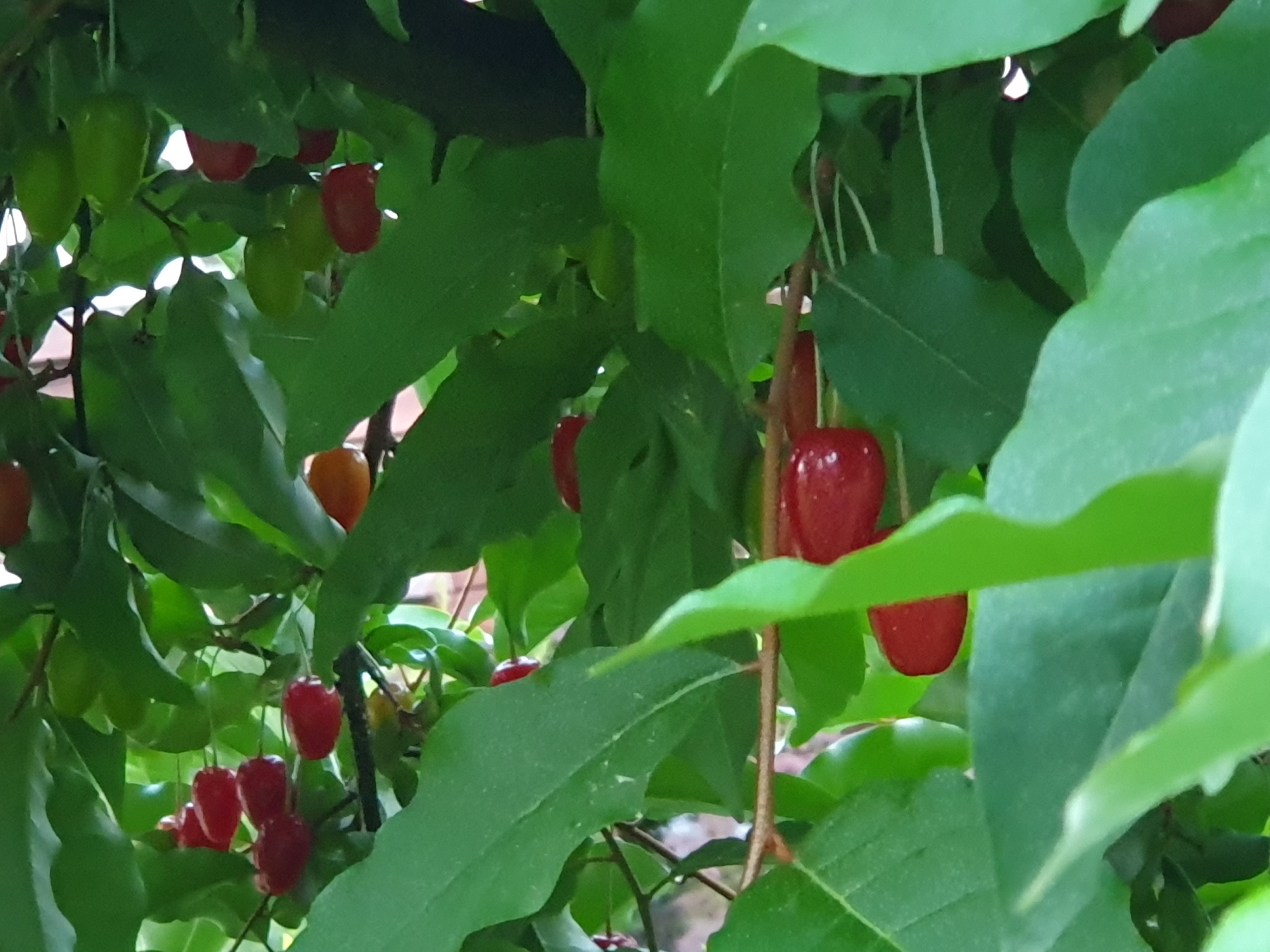 보리수 열매