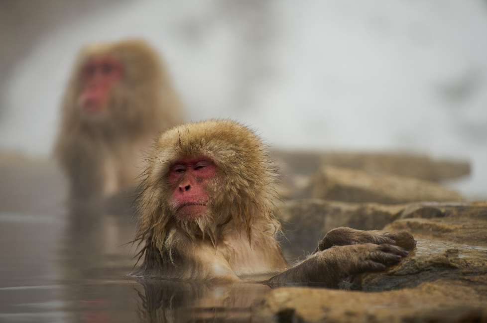 온천욕 즐기는 일본원숭이