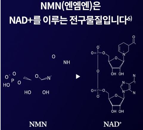 nmn-효능