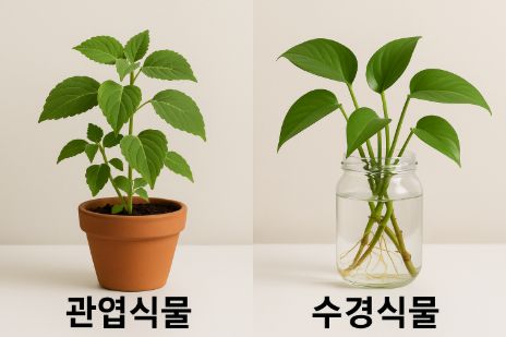 관엽식물과 수경식물 사진