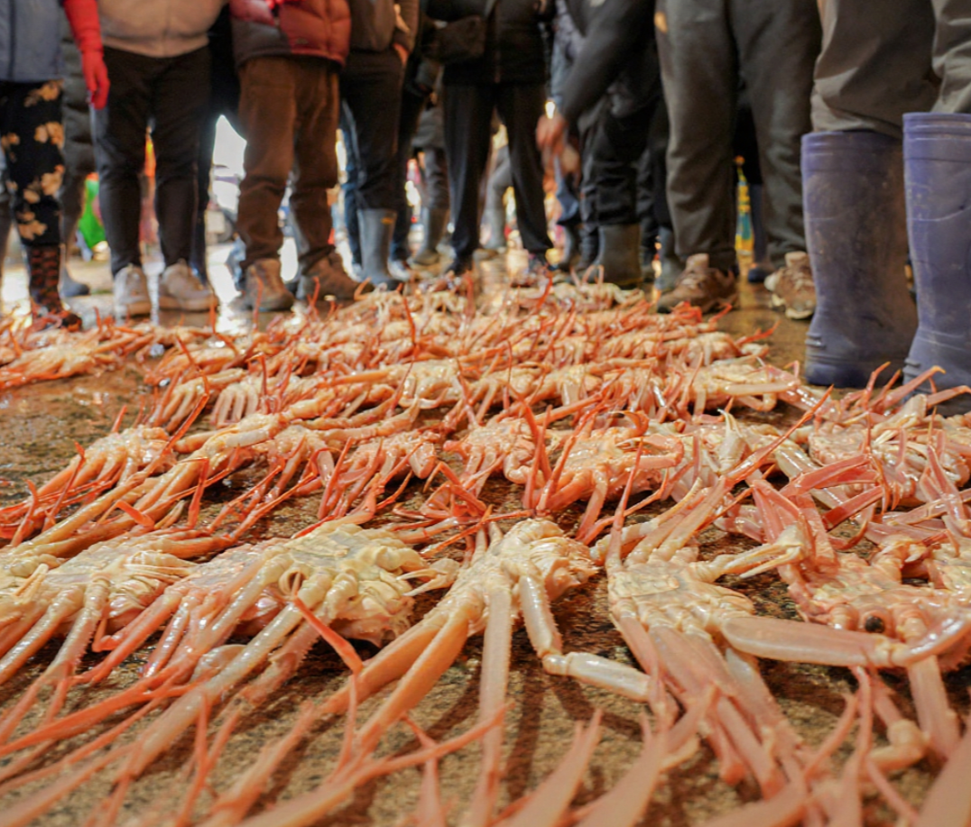 울진대게 시중가보다 저렴하게 판매되는 축제 경매 현장