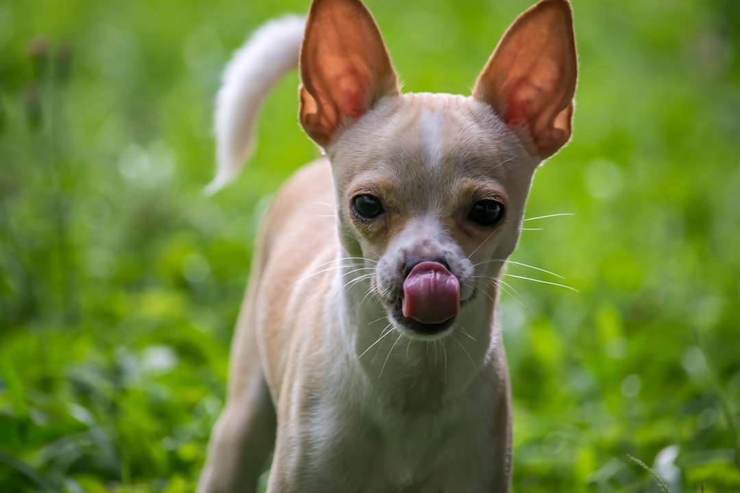 Tongue.