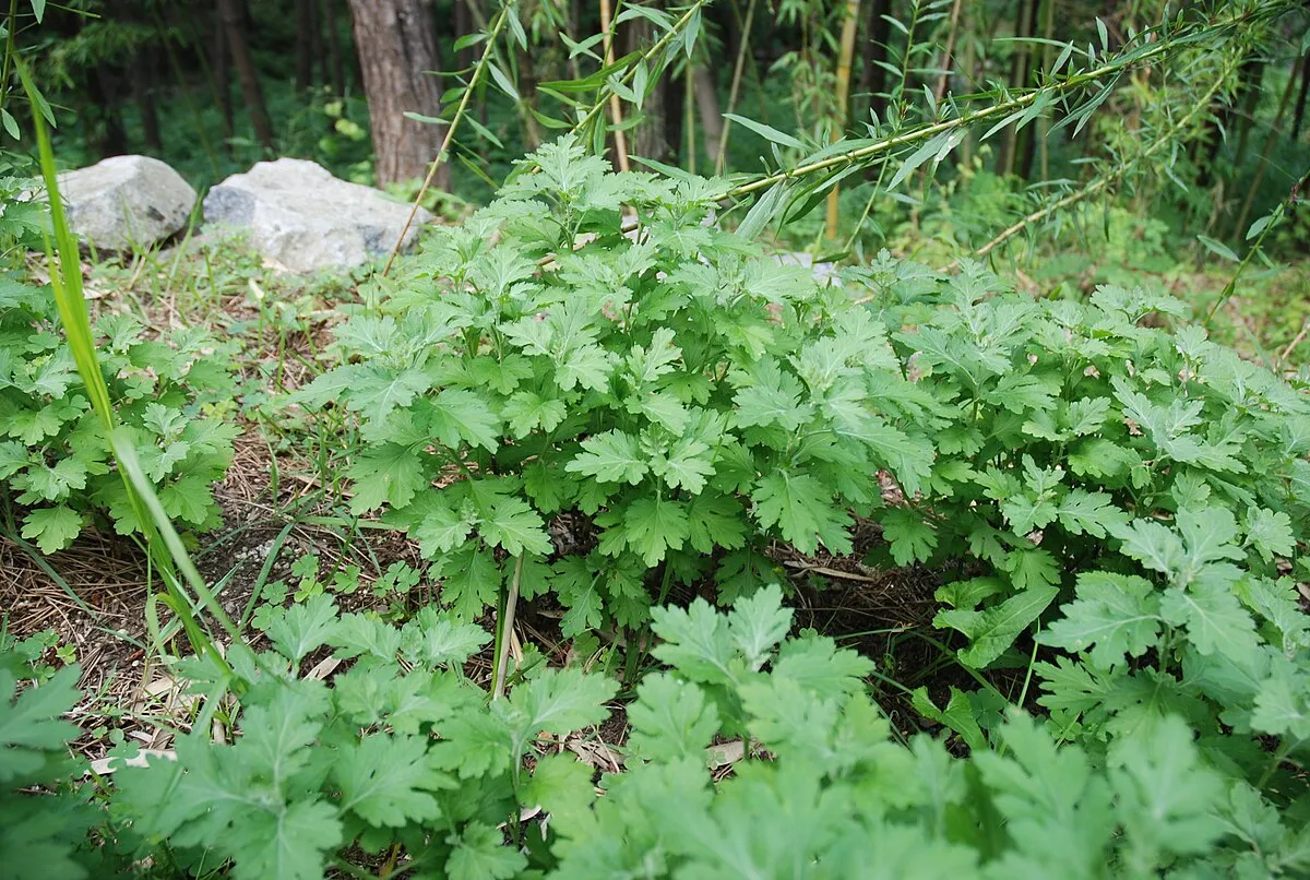 쑥 효능 부작용 하루 섭취량 먹는법_2