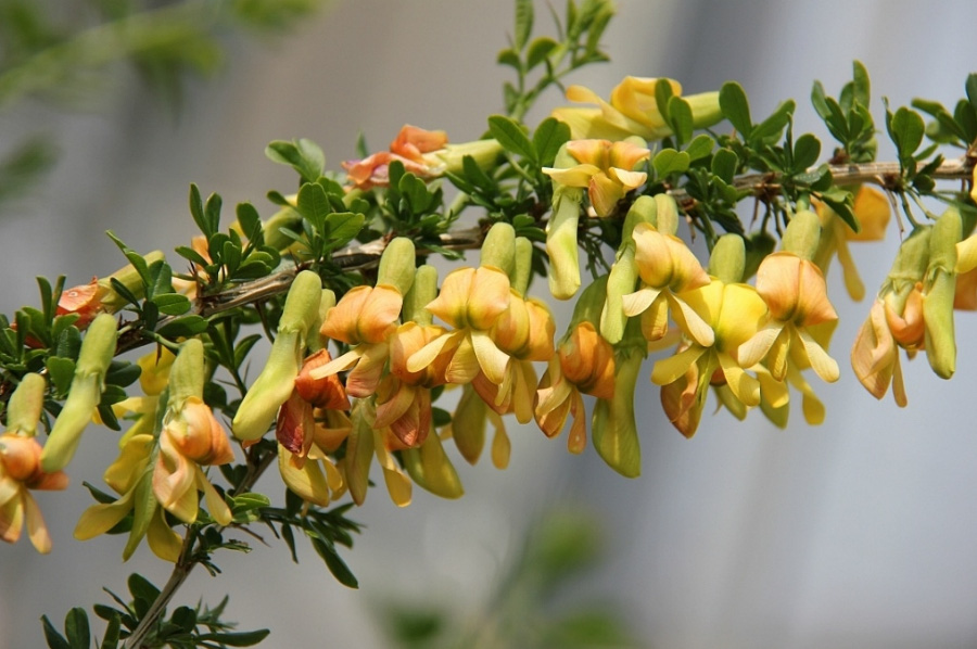 야생에서 잘 자라고 있는 노란색의 골담초 꽃과 줄기, 그리고 잎을 확대를 하여 찍은 사진