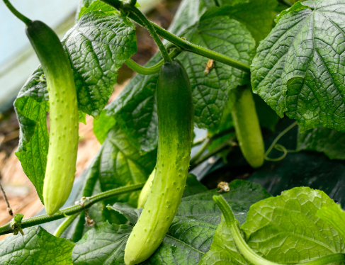 오이 심는 시기, 재배 방법, 모종 심기, 수확 시기 알아 보기