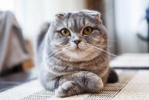 고양이