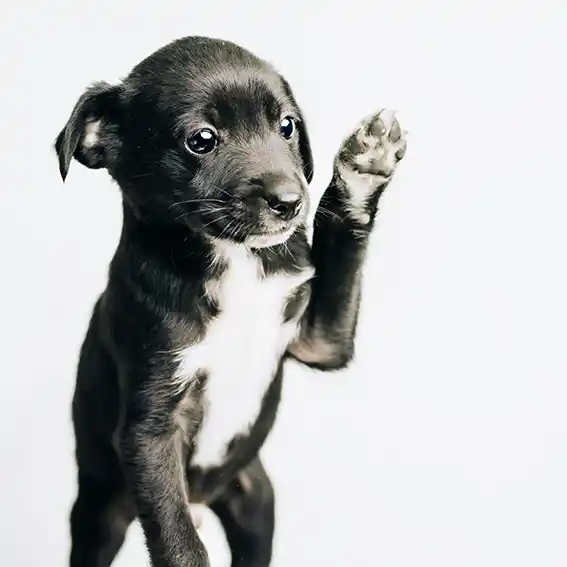 동물병원·위탁기관 반려견 등록처