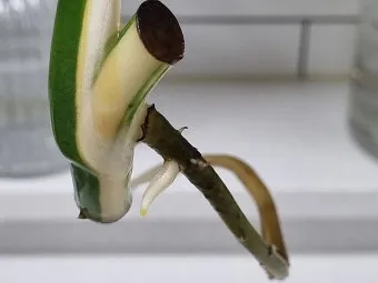 화분 잎타는 현상 예방 차광커튼 시간대조절 직사광관리 요령_7