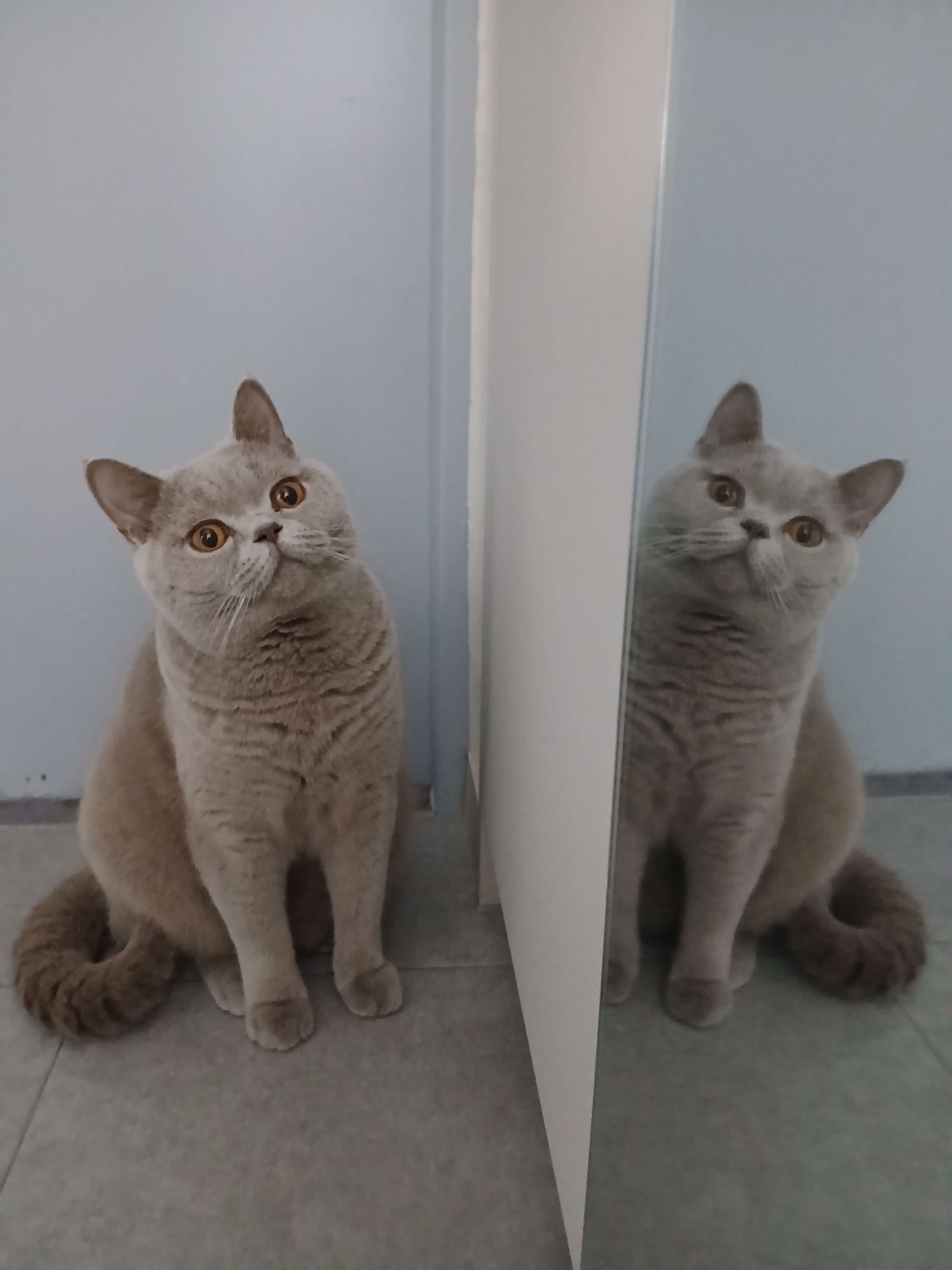 문 앞에서 반겨주는 고양이 