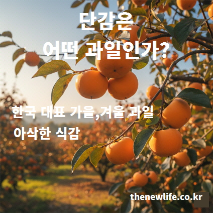가을 햇살 아래 주렁주렁 열린 단감나무와 아삭한 식감과 효능이 풍부한 한국 단감 모습
