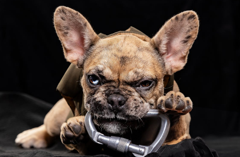 강아지 훈련 관련 사진