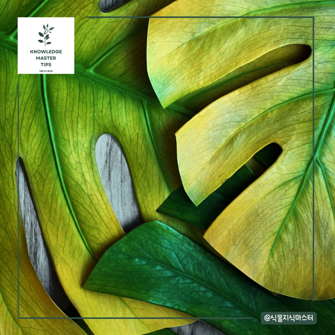 자연스러운 노화로 인한 잎 노란 현상