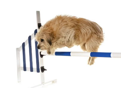 점프뛰는 강아지