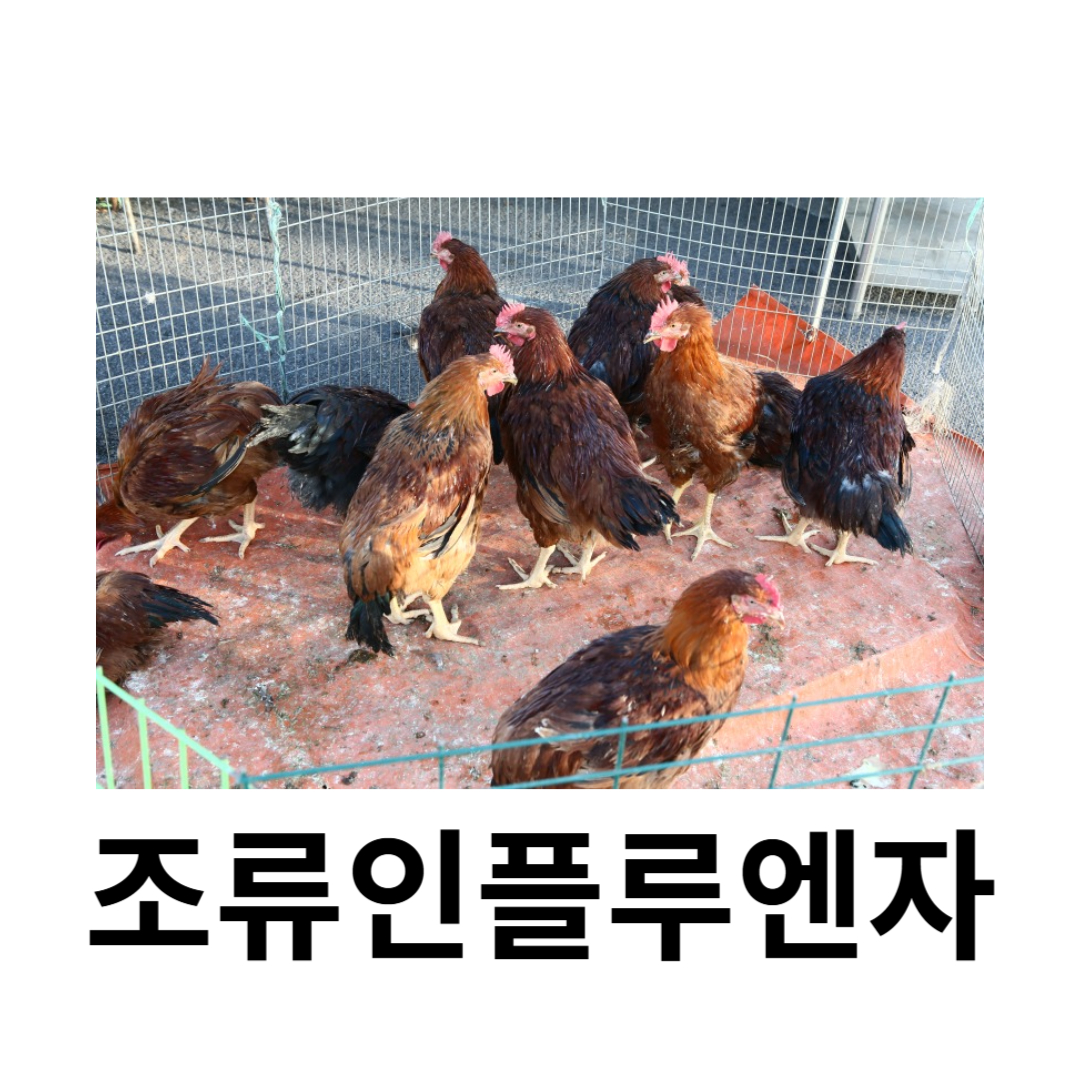 조류인플루엔자와 관련된 사진입니다.