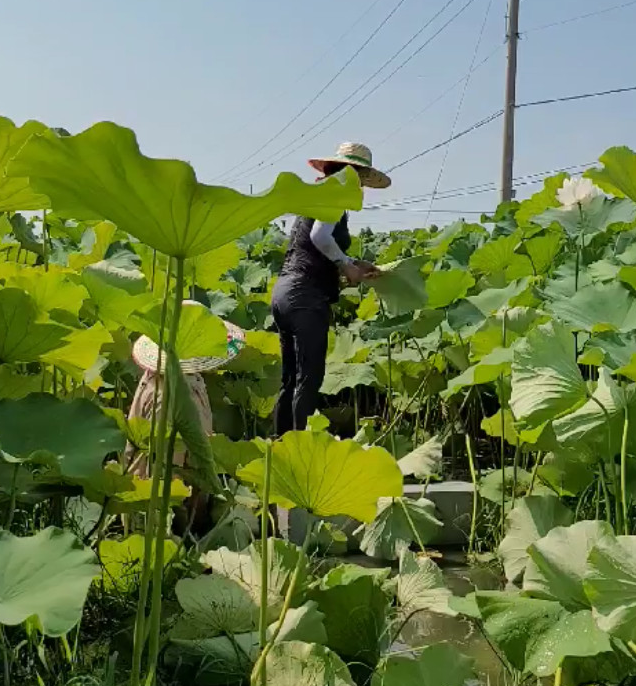 전북 김제 연잎 &amp; 연잎밥 주문 방법
