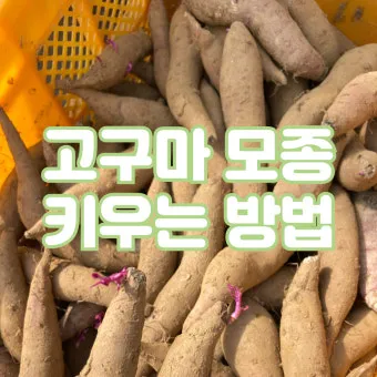 모종 고르는 법 줄기 굵기 잎색 뿌리상태 병해 흔적 확인_12