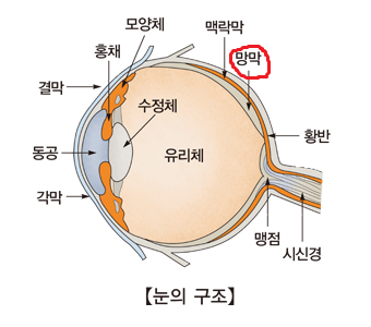 눈구조