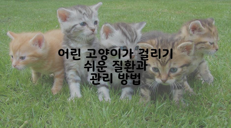 어린 고양이가 걸리기 쉬운 질환과 관리 방법