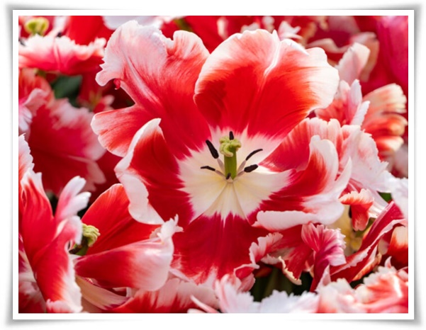 "튤립" 매력적인 봄의 대표적인 꽃, 튤립의 매력!