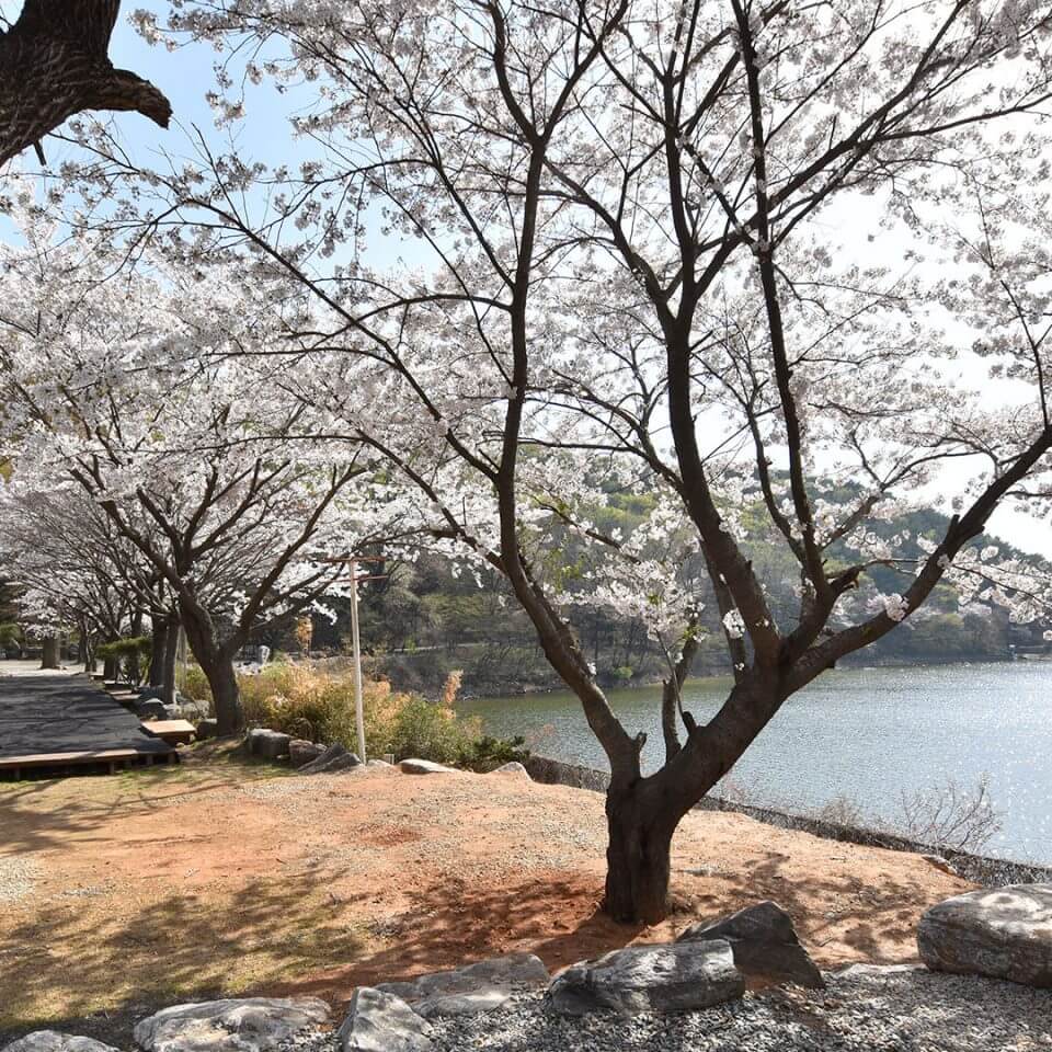 벚꽃 캠핑장