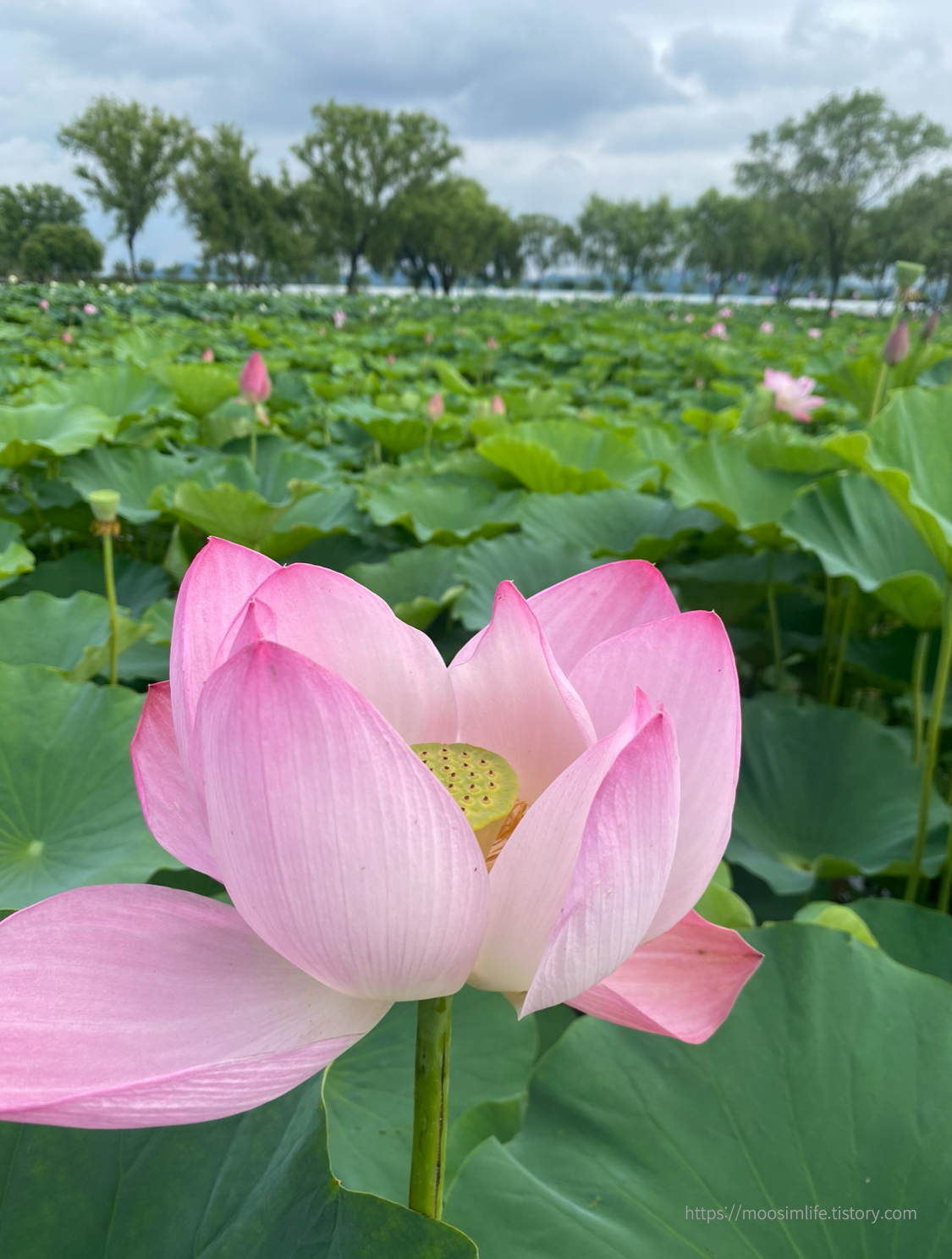 궁남지-부여 서동 연꽃 축제