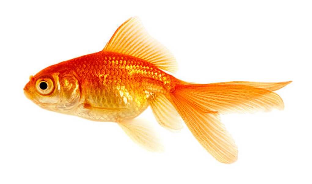 물고기 잡는 꿈