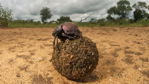 소똥구리 신화의 상징