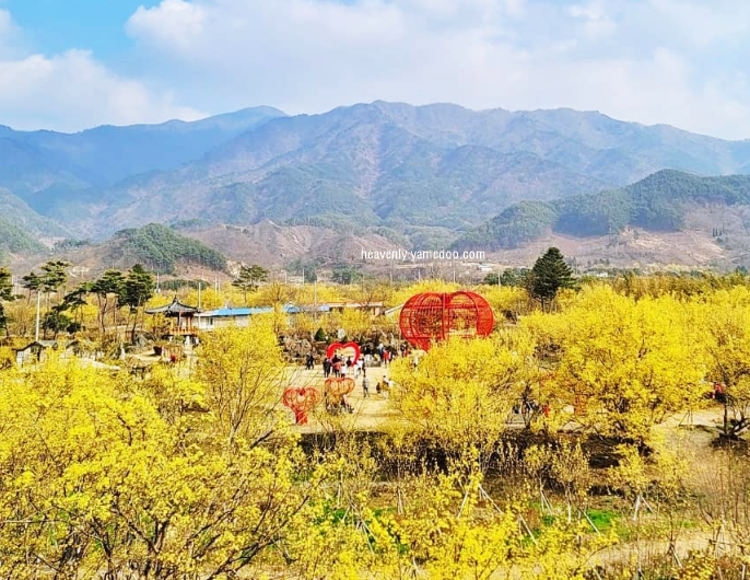 구례 산수유축제