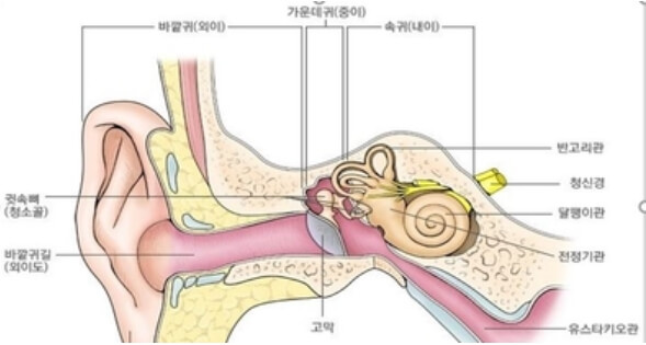 귀의 해부도
