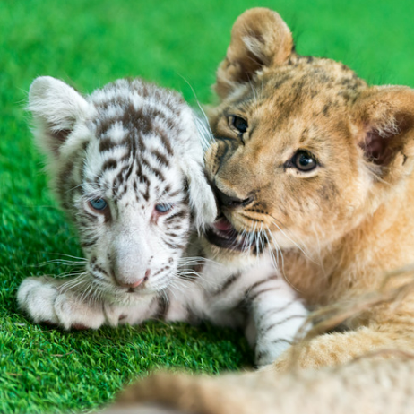 호랑이 꿈해몽 정리