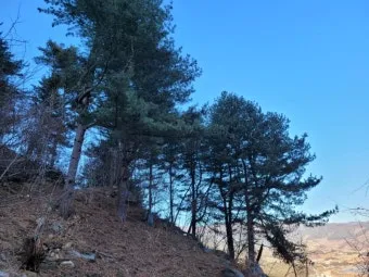 잣 재배 암수 구분 수분 수정 송이 관리_8