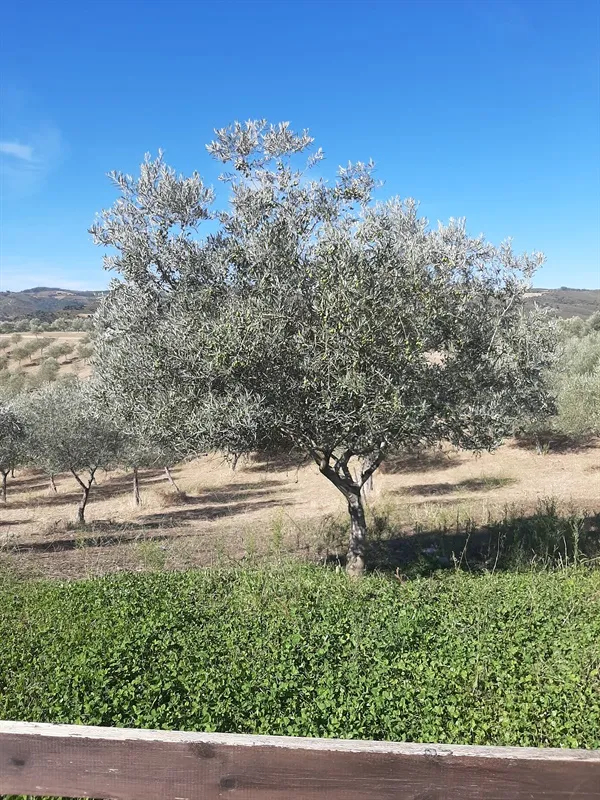 올리브 나무 키우는법 5가지 치명적 실수와 해결책 총정리를 안내_5