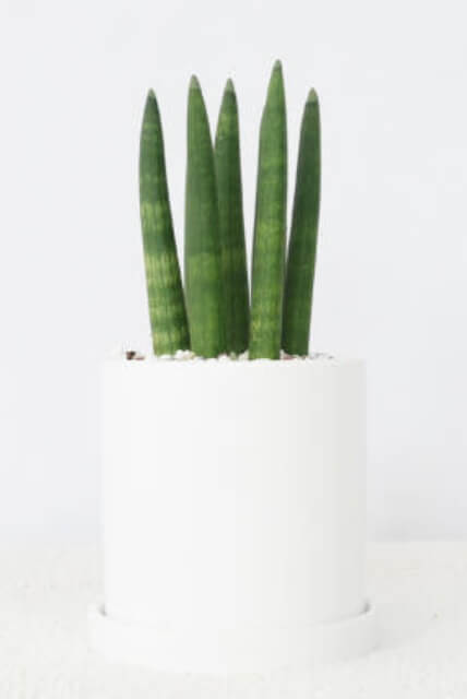 물 자주 안 줘도 잘 자라는 식물