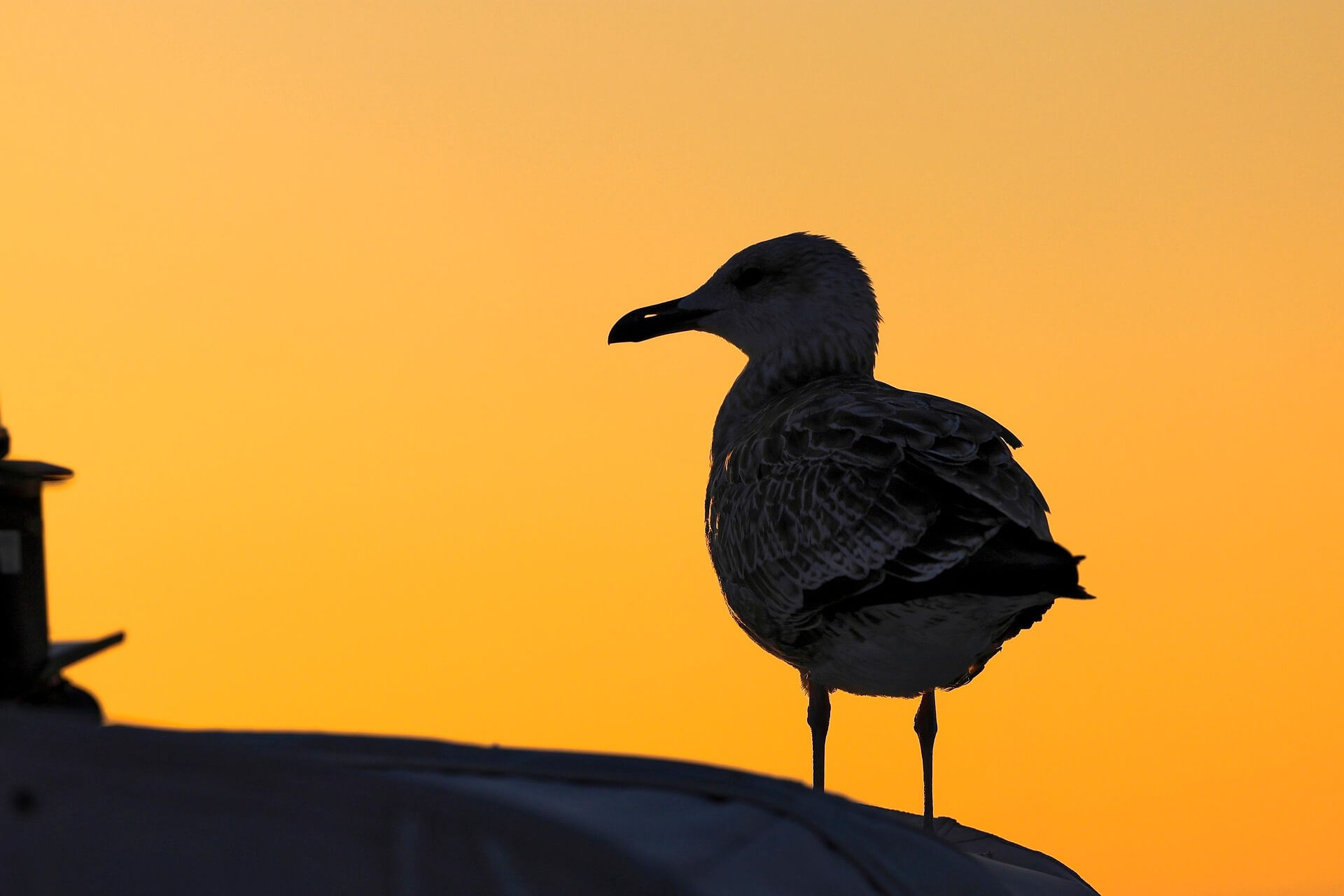 홀로 우뚝 서있는 아기 새