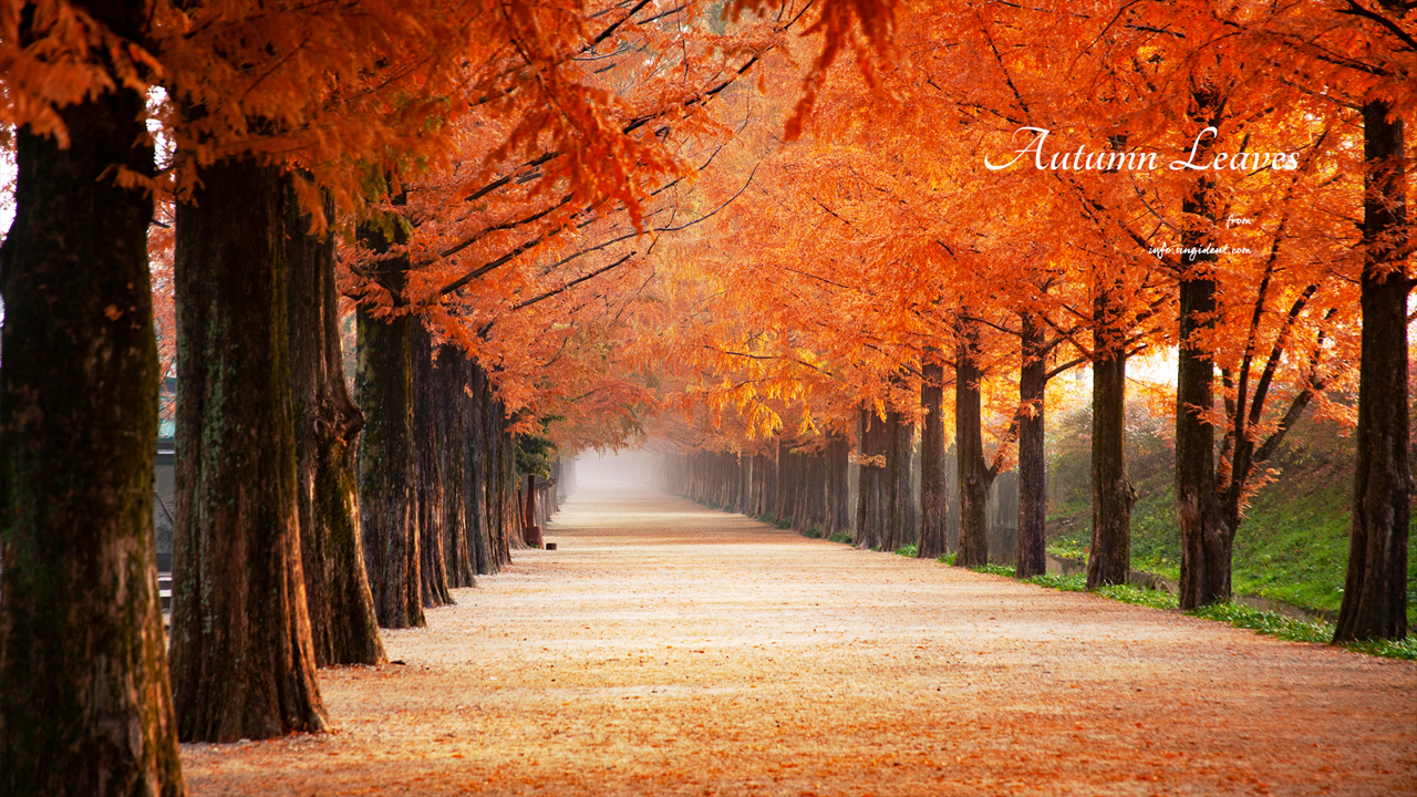 08 메타세쿼이아 단풍길 C - Autumn Leaves 단풍배경화면