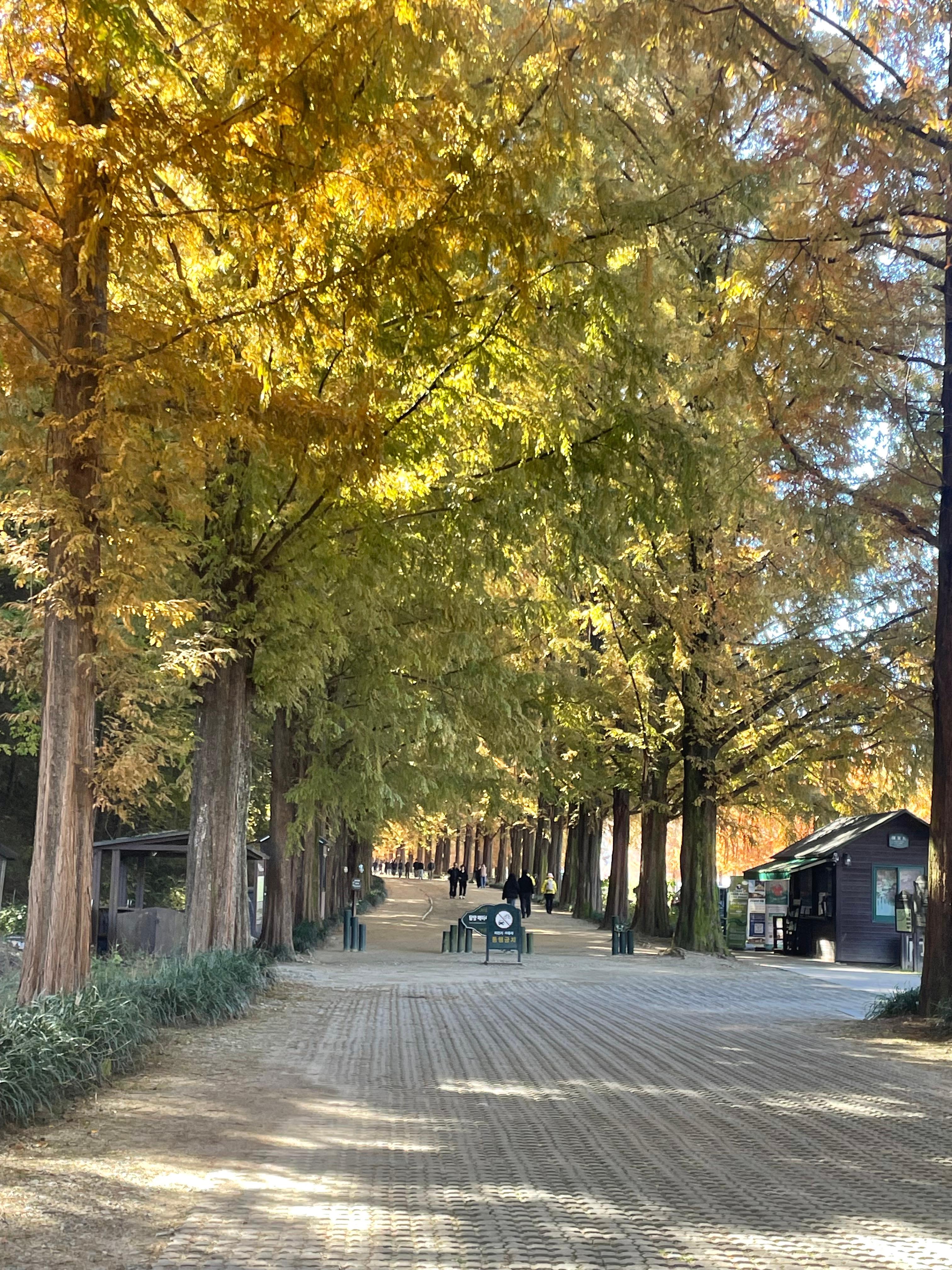 메타세쿼이아길