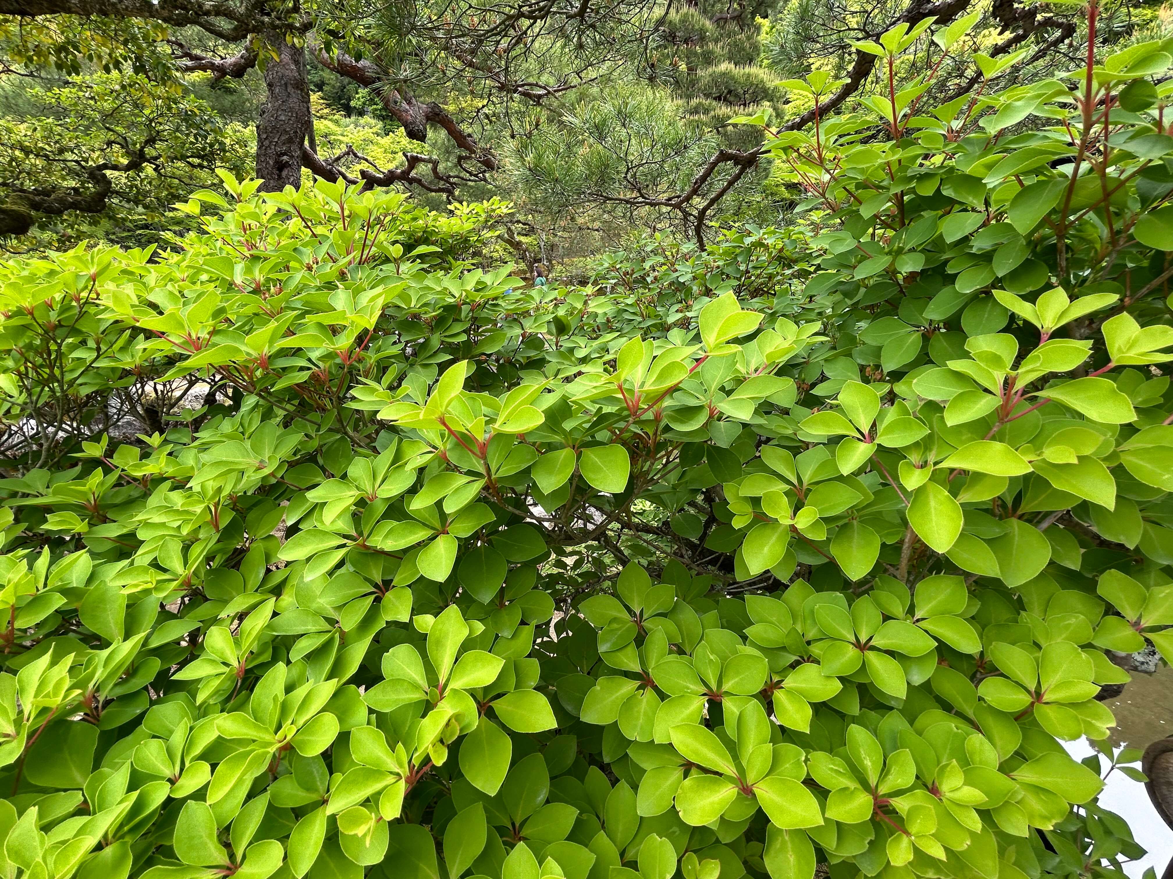 오사카·교토 3박4일 여행자를 위한 교통패스 정리 관련사진