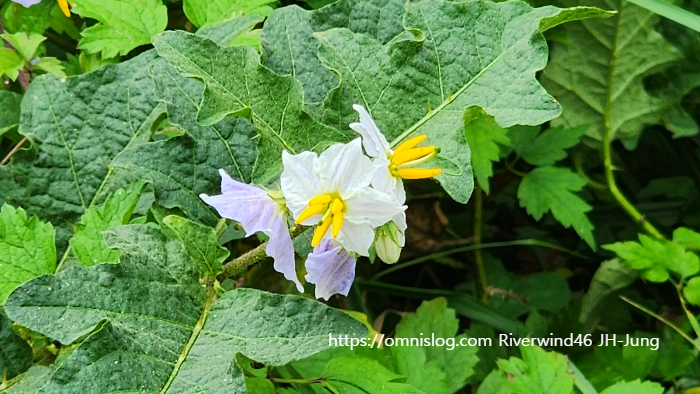 도깨비가지 Horse Nettle , Solanum carolinense L