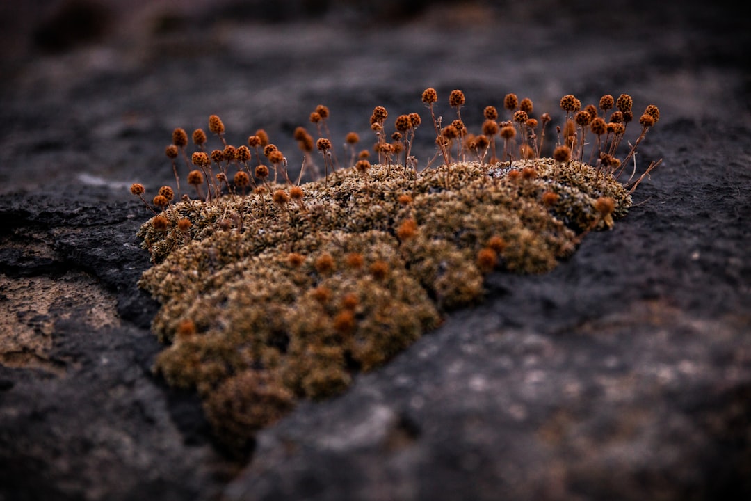 Mold.