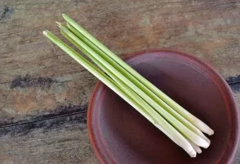 레몬그라스 재배 온도 유지 삽목 번식 잎 수확_6