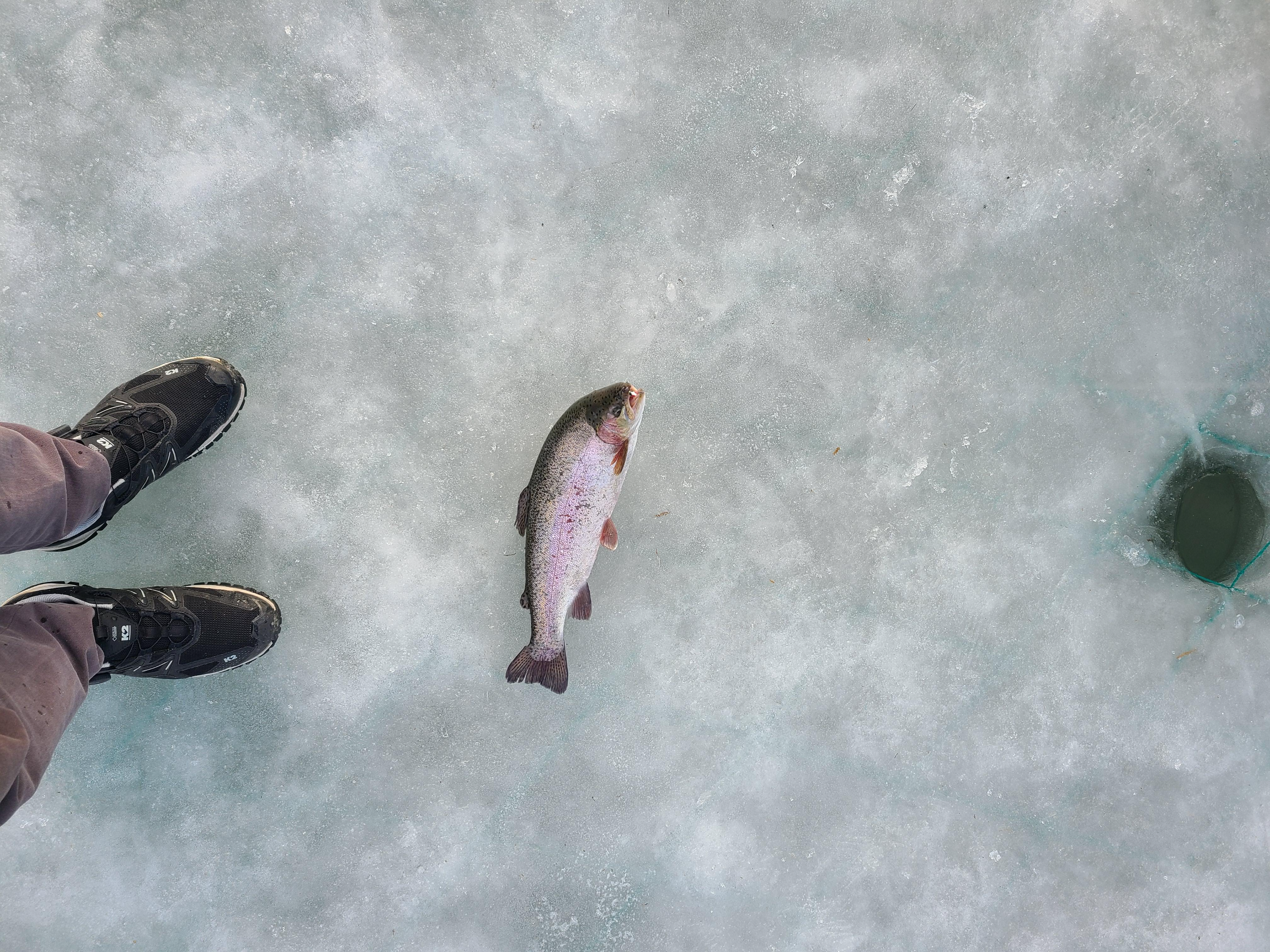 얼음 낚시로 낚아올린 송어